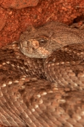 Western Diamond-backed Rattlesnake(s) - Crotalus atrox -Az.