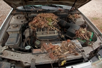 White-troated packrat nest in engine compartment - Arizona