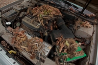 White-troated packrat nest in engine compartment - Arizona