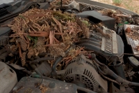 White-troated packrat nest in engine compartment - Arizona