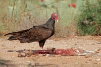 Turkey Vulture - Cathartes aura - Sonoran desert  - Arizona - Fe