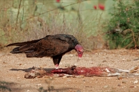 Turkey Vulture - Cathartes aura - Sonoran desert  - Arizona - Fe
