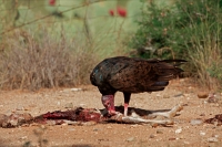 Turkey Vulture - Cathartes aura - Sonoran desert  - Arizona - Fe