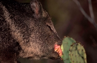 Javelina or Peccary (Pecari angulatus) - Arizona