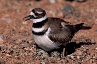 Killdeer (Charadrius vociferus) - On nest with eggs