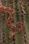 Sonoran Gopher Snake (Pituophis catenifer affinis)-AZ-USA