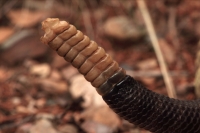 Rattle of Black-tailed Rattlesnake (Crotalus molossus) - Arizona