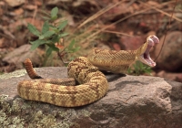 Black-tailed Rattlesnake (Crotalus molossus) - Arizona - USA