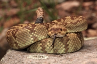 Black-tailed Rattlesnake (Crotalus molossus) - Arizona - USA