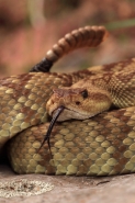 Black-tailed Rattlesnake (Crotalus molossus) - Arizona - USA