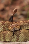 Black-tailed Rattlesnake (Crotalus molossus) - Arizona - USA