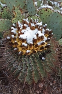 Fishhook Barrel Cactus With Fruit in Snow - Arizona - USA