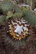 Fishhook Barrel Cactus With Fruit in Snow - Arizona - USA