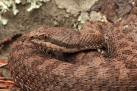 Twin-spotted Rattlesnake (Crotalus pricei pricei) - Arizona - US