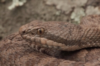 Twin-spotted Rattlesnake (Crotalus pricei pricei) - Arizona - US