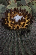 Fishhook Barrel Cactus With Fruit in Snow - Arizona - USA