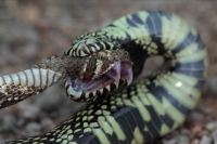 Common Kingsnake eating Mohave Rattlesnake - Arizona - USA
