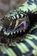 Common Kingsnake eating Mohave Rattlesnake - Arizona - USA