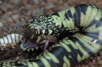 Common Kingsnake eating Mohave Rattlesnake - Arizona - USA