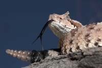 Sonoran Desert Sidewinder (Crotalus cerastes) - Arizona USA