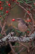 Northern Mockingbird ((Mimus polyglottos) - Texas