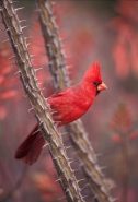 Northern Cardinal (Cardinalis cardinalis) - Arizona