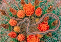 Western Patch-nosed Snake (Salvadora hexalepis) - Arizona