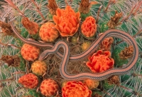 Western Patch-nosed Snake (Salvadora hexalepis) - Arizona -  USA