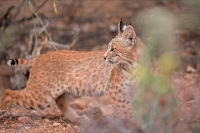 Bobcat (Lynx rufus) - Arizona