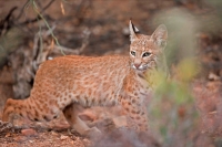 Bobcat (Lynx rufus) - Arizona