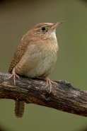 House Wren (Troglodytes aedon brunneicollis) - Arizona - USA