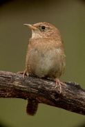 House Wren (Troglodytes aedon brunneicollis) - Arizona - USA