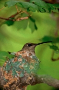 Black-chinned Hummingbird (Archilochus alexandri) - Arizona