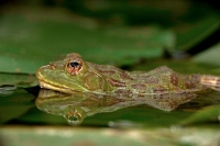 Chiricahua Leopard Frog (Rana chiricahuensis) - Arizona - USA