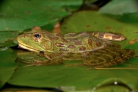 Chiricahua Leopard Frog (Rana chiricahuensis) - Arizona - USA