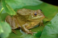 Chiricahua Leopard Frog (Rana chiricahuensis) - Arizona - USA