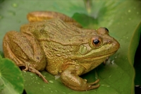 Chiricahua Leopard Frog (Rana chiricahuensis) - Arizona - USA