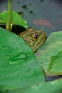 Chiricahua Leopard Frog (Rana chiricahuensis) - Arizona - USA