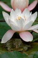 Chiricahua Leopard Frog (Rana chiricahuensis) - Arizona - USA