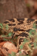Black-tailed rattlesnake, Crotalus molossus, Chiricahua mountain