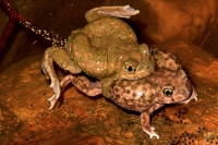 Couch\'s Spadefoot - Pair in amplexus - Arizona - USA