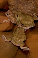 Couch\'s Spadefoot - Pair in amplexus - Arizona - USA