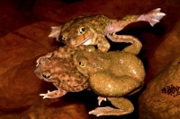 Couch\'s Spadefoot - Pair in amplexus - Arizona - USA