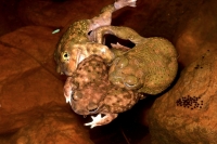 Couch\'s Spadefoot - Pair in amplexus - Arizona - USA