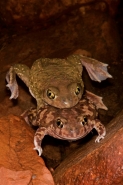Couch\'s Spadefoot - Pair in amplexus - Arizona - USA
