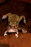 Couch\'s Spadefoot - Pair in amplexus - Arizona - USA