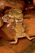 Couch\'s Spadefoot - Pair in amplexus - Arizona - USA