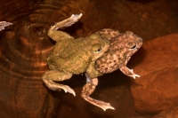 Couch\'s Spadefoot - Pair in amplexus - Arizona - USA