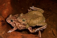 Couch\'s Spadefoot - Pair in amplexus - Arizona - USA
