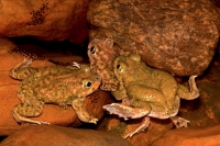 Couch\'s Spadefoot - Arizona - USA